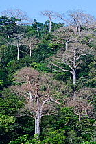 Lowland rainforest and large Cuipo (Cavanillesia platanifolia) trees in the Darien National Park UNESCO World Heritage Site, Panama.