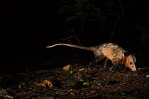 Common opossum (Didelphis marsupialis) at night, Canopy Camp, Darien National Park UNESCO World Heritage Site, Panama.