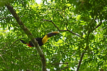 Yellow-throated toucan (Ramphastos ambiguus) Canopy Camp in the Darien National Park UNESCO World Heritage Site, Panama.