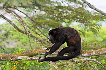 Mantled howler (Alouatta palliata) alpha male of group Panama seen from canopy tower, Soberiana NP,  Panama.