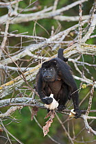 Mantled howler (Alouatta palliata) feeding on flower, Soberiana NP,  Panama.
