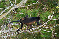 Mantled howler (Alouatta palliata) female with baby, seen from canopy tower, Soberiana NP,  Panama.