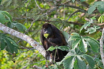 Mantled howler (Alouatta palliata) feeding on leaves, seen from Canopy tower, Soberiana NP,  Panama.