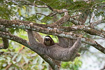 Brown-throated sloth  (Bradypus variegatus) female. seen from canopy tower, Soberiana NP,  Panama.