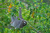 Brown-throated Sloth  (Bradypus variegatus) female, seen from canopy tower, Soberiana NP,  Panama.
