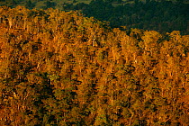 Tropical rainforest ain  afternoon light  from Kamarun Lookout, Green Mountains, Lamington National Park, Rainforests of Australia UNESCO World Heritage Site, Queensland, Australia