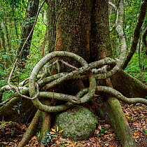 Strangler fig (Ficus sp) growing over Hoop Pine tree(Araucaria cunninghamii) with branches knotting round each other, Morans Falls Track, Green Mountains. Lamington National Park, Rainforests of Austr...