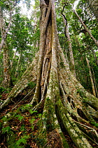 Strangler fig (Ficus sp) growing over Hoop Pine tree(Araucaria cunninghamii) in  rainforest on Morans Falls Track, Green Mountains, Lamington National Park, Rainforests of Australia UNESCO World Herit...