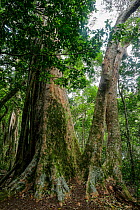 Strangler fig growing over Hoop Pine tree(Araucaria cunninghamii) in  rainforest on Morans Falls Track, Green Mountains, Lamington National Park, Rainforests of Australia UNESCO World Heritage Site, Q...