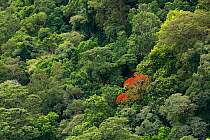 Mountain slope covered by tropical rainforest, Green Mountains, Lamington National Park, Rainforests of Australia UNESCO World Heritage Site, Queensland, Australia