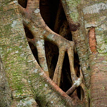 Strangler fig (Ficus sp) stems growing and merging into each other, Green Mountains, Lamington National Park, Rainforests of Australia UNESCO World Heritage Site, Queensland, Australia