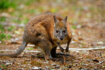 Red-necked pademelon (Thylogale thetis) in Green Mountains rainforest of Lamington National Park, Rainforests of Australia UNESCO World Heritage Site, Queensland, Australia