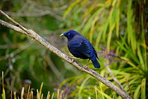 Satin bowerbird (Ptilonorhynchus violaceus), Green Mountains rainforest, Lamington National Park, Rainforests of Australia UNESCO World Heritage Site, Queensland, Australia