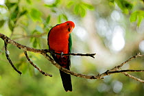Australian King Parrot (Alisterus scapularis) male, Lamington National Park, Rainforests of Australia UNESCO World Heritage Site, Queensland, Australia