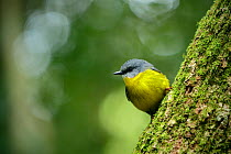 Eastern Yellow Robin (Eopsaltria australis), Green Mountains rainforest, Lamington National Park, Rainforests of Australia UNESCO World Heritage Site, Queensland, Australia