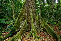 Black Booyong tree(Argyrodendron actinophyllum) in  rainforest of the Green Mountains, Lamington National Park, Rainforests of Australia UNESCO World Heritage Site, Queensland, Australia