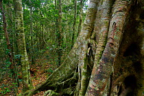 Black booyong tree (Argyrodendron actinophyllum) in rainforest of the Green Mountains, Lamington National Park, Rainforests of Australia UNESCO World Heritage Site, Queensland, Australia