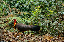 Australian Brush-turkey (Alectura lathami), male digging for food on the forest floor, Green Mountains rainforest, Lamington National Park, Rainforests of Australia UNESCO World Heritage Site, Queensl...