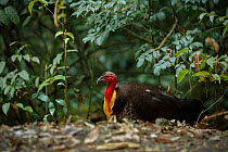 Australian Brush-turkey (Alectura lathami), male digging for food on the forest floor, Green Mountains rainforest, Lamington National Park, Rainforests of Australia UNESCO World Heritage Site, Queensl...