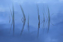 Rushes reflected in water at dawn, Scotland, UK, September.