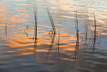Rushes reflected in water at dawn, Scotland, UK, September.