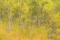 Silver birch (Betula pendula) trees in early autumn, Craigellachie National Nature Reserve, Aviemore, Cairngorms National Park, Scotland, UK, September.