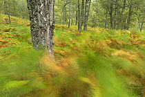Birch woodland and bracken in early autumn, Craigellachie National Nature Reserve, Aviemore, Cairngorms National Park, Scotland, UK, September 2016.