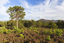 Scots pine (Pinus sylvestris) and saplings on heather moorland, Cairngorms National Park, Scotland, UK, August 2016.