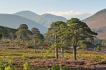 Scots pines (Pinus sylvestris) and flowering heather moorland with mountains in background, Cairngorms National Park, Scotland, UK, August 2016.