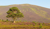 Mature Scots pine (Pinus sylvestris) surrounded by saplings in flowering heather moorland, Cairngorms National Park, Scotland, UK, August 2016.