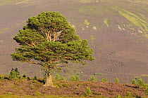 Mature Scots pine (Pinus sylvestris) surrounded by saplings in flowering heather moorland, Cairngorms National Park, Scotland, UK, August 2016.