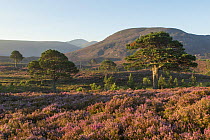 Scots pines (Pinus sylvestris) and flowering heather moorland in morning light, Cairngorms National Park, Scotland, UK, August 2016.