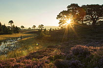 Scots Pines (Pinus sylvestris) and flowering heather moorland at sunrise, Abernethy, Cairngorms National Park, August 2016.