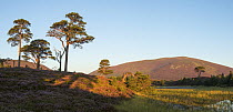 Flowering heather and scattered Scots pines (Pinus sylvestris) in morning light with Meall a' Bhuachaille in background, Abernethy, Cairngorms National Park, Scotland, Uk, August 2016.