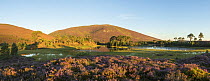 Flowering Ling / Common heather (Calluna vulgaris) and scattered Scots pines (Pinus sylvestris) with Meall a' Bhuachaille in background, in morning light, Abernethy, Cairngorms National Park, Scotland...