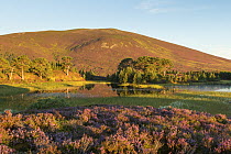 Flowering Common heather / Ling (Calluna vulgaris) with Scots Pines (Pinus sylvestris) and  Meall a' Bhuachaille in background. In morning light, Abernethy, Cairngorms National Park, Scotland, UK, Aug...