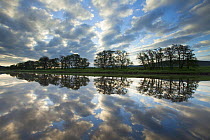 Trees and clouds reflected in River Spey at dawn, Cairngorms National Park, Scotland, UK, June 2013.
