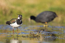 Lapwing (Vanellus vanellus) female with Coot (Fulica atra) in background, St John's Pool Bird Reserve, Thurso, Caithness, Scotland, UK, May.