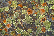 Assorted lichens growing on rock, Scotland, UK, April.