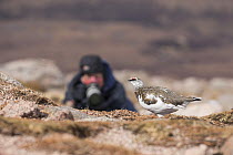 Ptarmigan (Lagopus mutus) male with person photographing in background, Cairngorms National Park, Scotland, UK, April 2016.