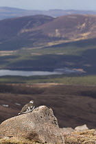 Ptarmigan (Lagopus mutus) male sitting on rock in mountain landscape, Cairngorms National Park, Scotland, UK, April 2016.