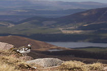 Ptarmigan (Lagopus mutus) male standing on rock in mountain landscape, Cairngorms National Park, Scotland, UK, April 2016.
