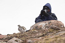 Person photographing Ptarmigan (Lagopus mutus) female amongst rocks,Cairngorms National Park, Scotland, UK, April 2016.
