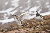 Ptarmigan (Lagopus mutus) pair, female flapping wings with male standing beside her, Cairngorms National Park, Scotland, UK, April.