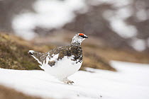 Ptarmigan (Lagopus mutus) male in spring plumage on snow, Cairngorms National Park, Scotland, UK, April.