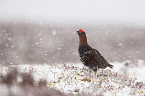 Red Grouse (Lagopus lagopus scoticus) male in snow on heather moorland, Scotland, UK, April.