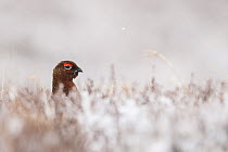 Red grouse (Lagopus lagopus scoticus) male amongst snow covered heather, Scotland, UK, April.