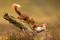 Red squirrels (Sciurus vulgaris), two squabbling on stump, Scotland, UK, April.