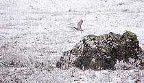 Curlew (Numenius arquata) taking off from rock in wintry moorland habitat, Scotland, UK, April.