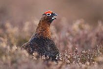 Red grouse (Lagopus lagopus scoticus) male calling amongst heather, Cairngorms National Park, Scotland, UK, March.